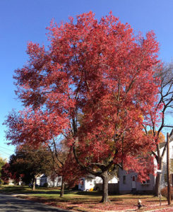 Acer rubrum (Red Maple)