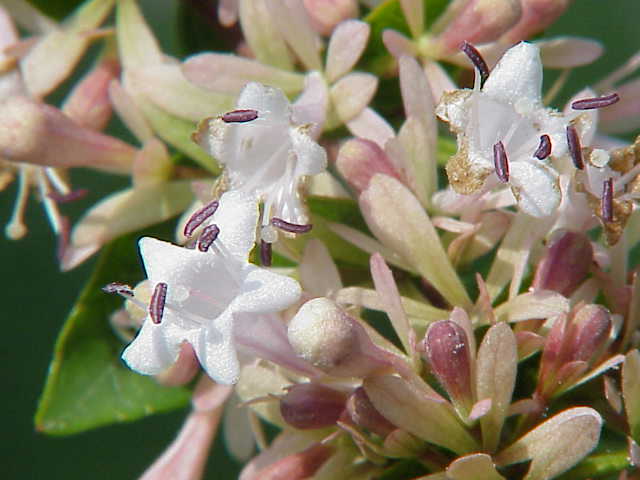 Abelia chinensis (Chinese Abelia)