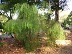 Acacia cognata (Bower Wattle)