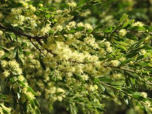 Acacia howittii ‘Green Wave’ (Prostrate Sticky Wattle)