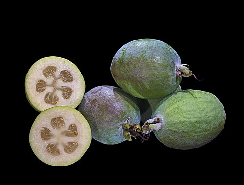 Acca sellowiana (syn. Feijoa sellowiana) (Feijoa, Pineapple Guava)