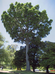 Agathis robusta (Kauri Pine)