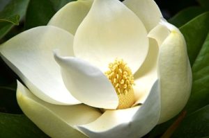 Magnolia grandiflora ‘Little Gem’