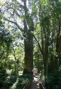 Afrocarpus falcatus (Yellowwood)