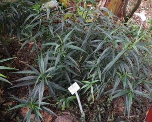 Strobilanthes persicifolia