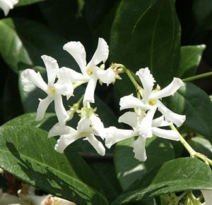 Trachelospermum jasminoides ‘Tricolour’