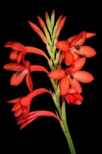 Watsonia hysterantha