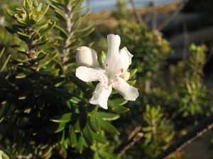 Westringia fruticosa ‘Low Horizon’