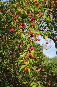 Prunus cerasifera ‘Oakville Crimson Spire’