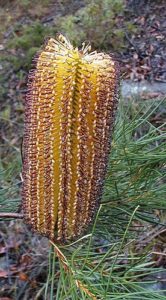 Banksia spinulosa