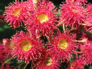 Corymbia ‘Summer Red’