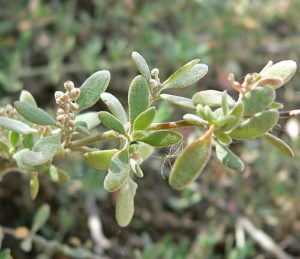 Rhagodia spinescens ‘Aussie Flat Bush’