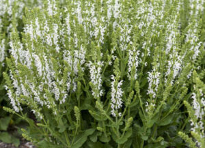 Salvia nemorosa ‘White Profusion’