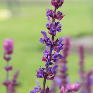 Salvia nemorosa ‘Violet Profusion’
