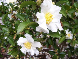 Camellia sasanqua ‘Edna Butler Alba’
